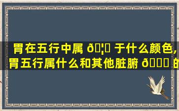 胃在五行中属 🦅 于什么颜色,胃五行属什么和其他脏腑 🐘 的关系